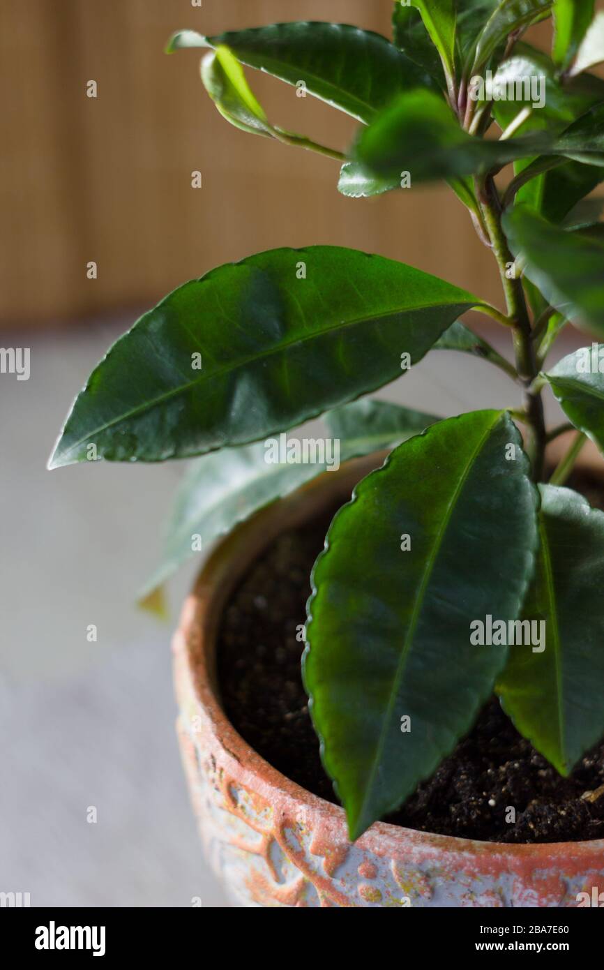 Home planting - Ardisia polycephala, tropical plant cultivating at home. Ardisia plant in clay pot Stock Photo