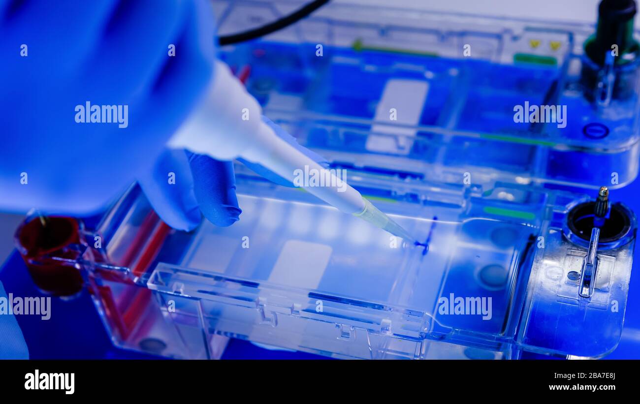 Agarose gel electrophoresis hires stock photography and images Alamy