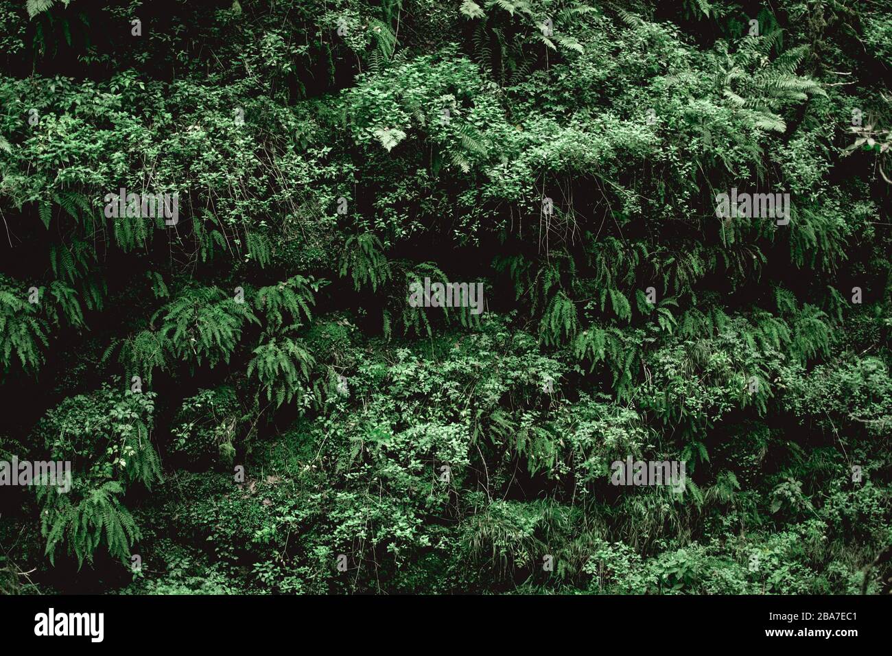 green fresh plants foliage wall for background Stock Photo
