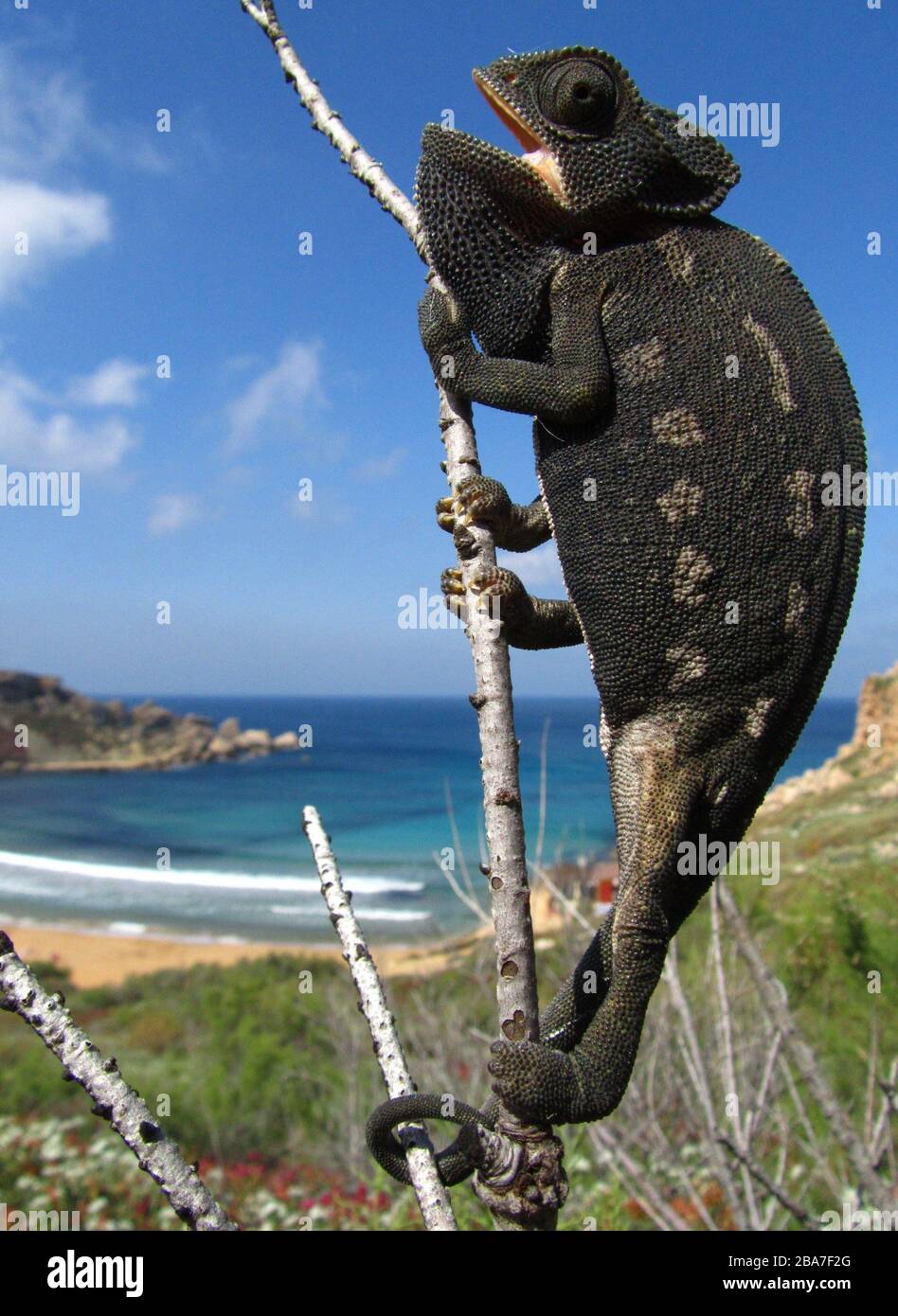 Vertical closeup of a common chameleon on a tree branch in Ghajn Tuffieha Bay in Malta Stock Photo
