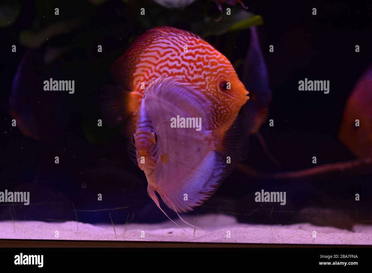 South america cichlid fish hi-res stock photography and images