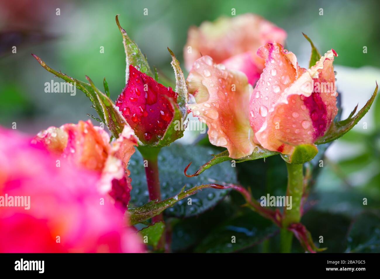 Beautiful blooming rosebuds (Rosaceae) with raindrops, Germany. Schöne aufblühende Rosenknospen (Rosaceae) mit Regentropfen, Deutschland. Stock Photo