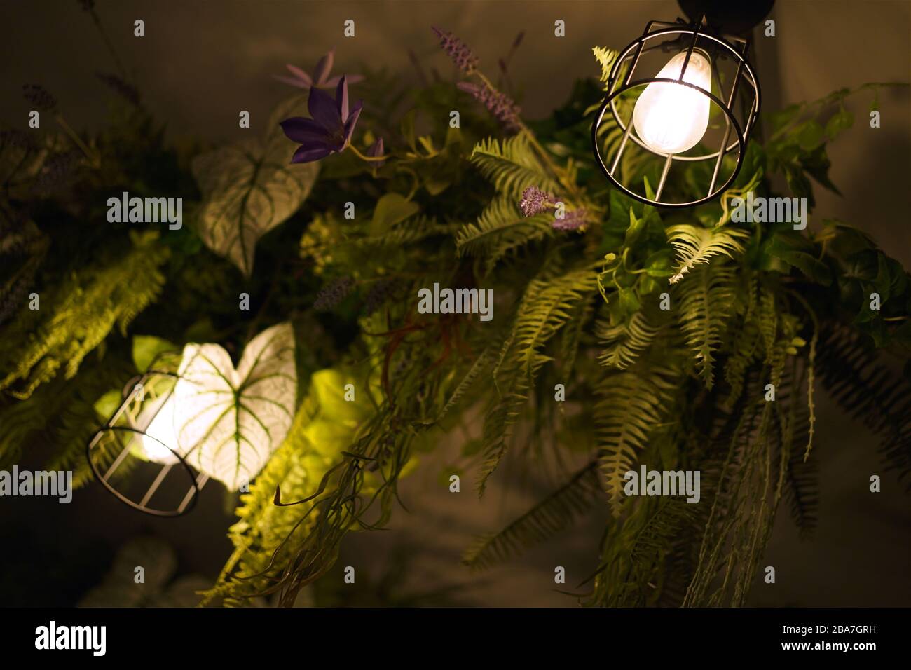 Ivy Green Garden with Light Bulbs Hanging on The Ceiling. Home Decorate Interior Green Garden. Stock Photo