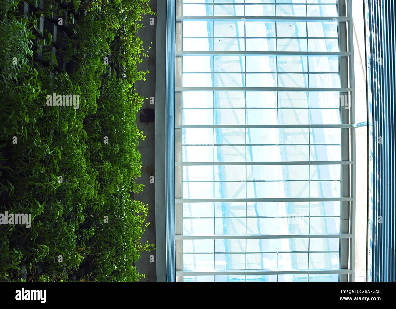 Up View of The Glass Roof top half with  Ivy  Vertical Garden. Day light time. Stock Photo