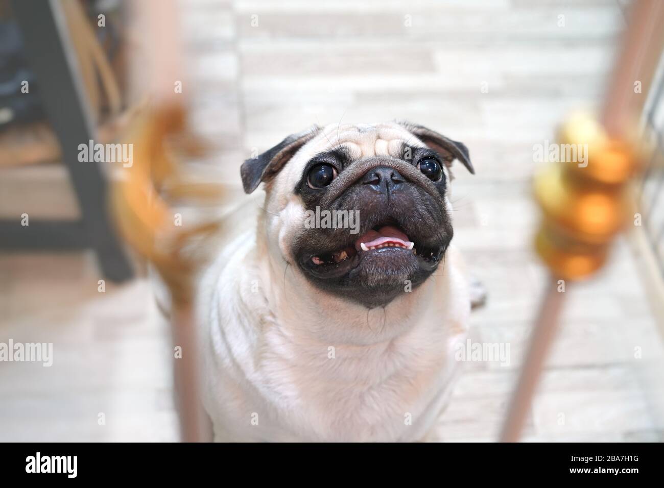Big white pug with wrinkled face is sitting to waiting some food. Stock Photo