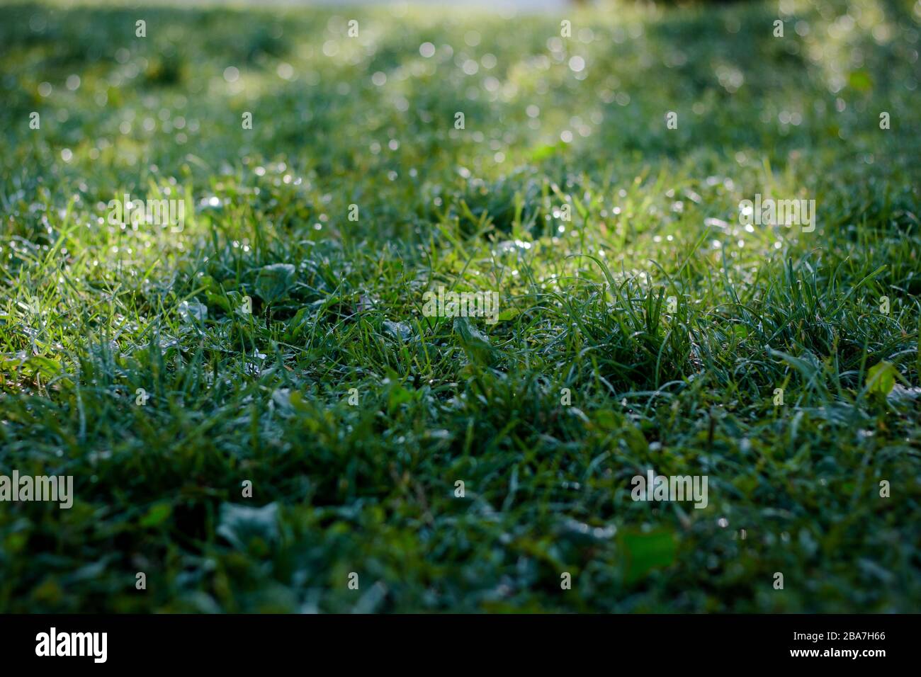 Green grass lawn background with dew drops Stock Photo - Alamy