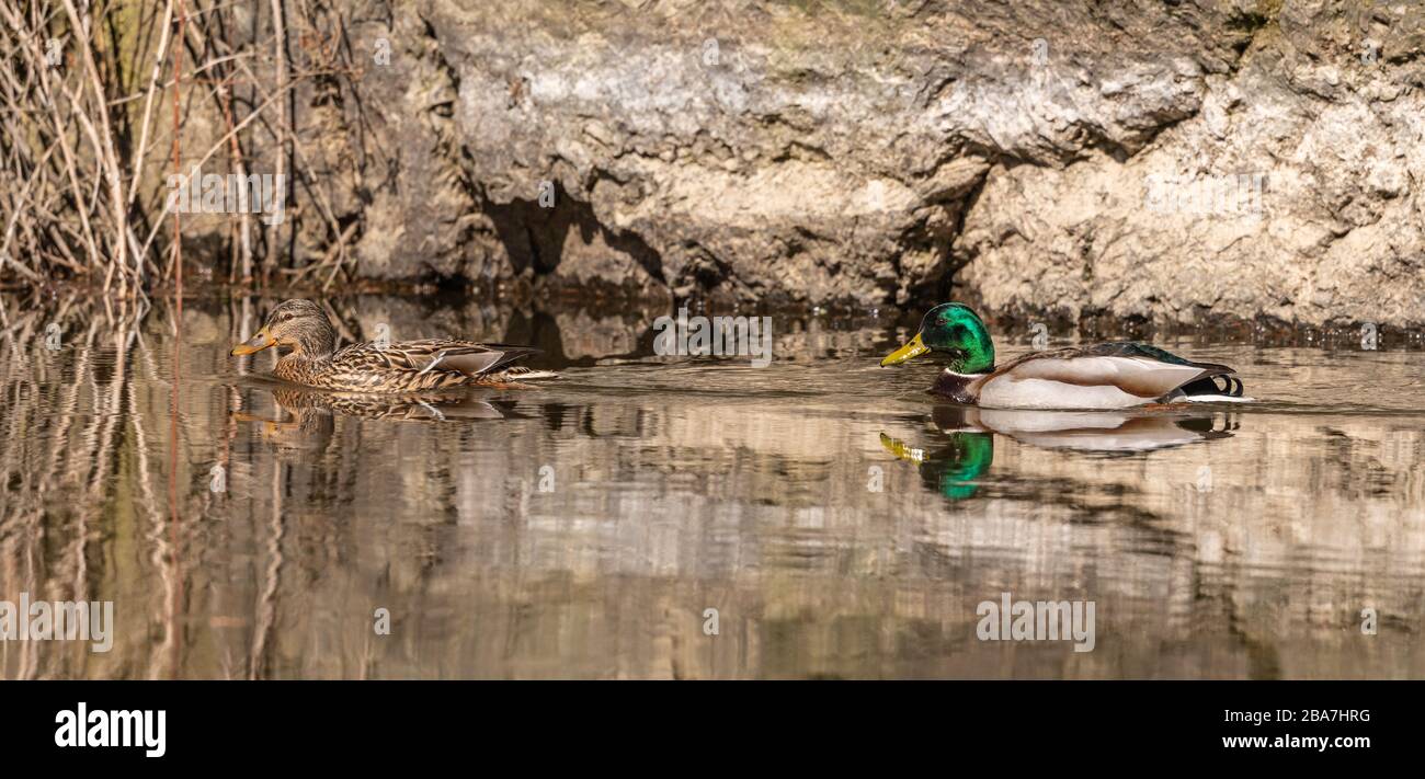 wild ducks pair swimming in the river, animal wild Stock Photo