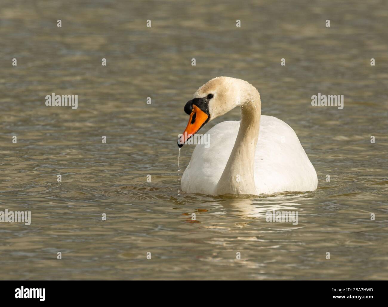 white swan bird swimming in the water with water dripping down its beak, animal wild Stock Photo