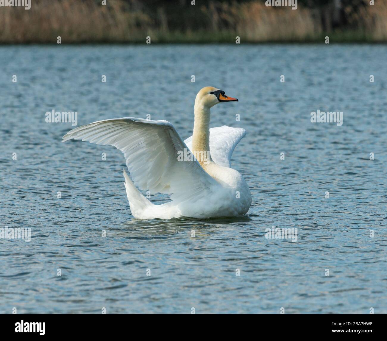 white swan bird swimming in the water flapping its wings, animal wild Stock Photo