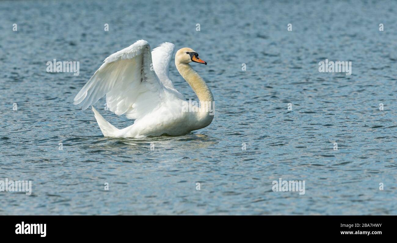 white swan bird swimming in the water stretching its wings, animal wild Stock Photo