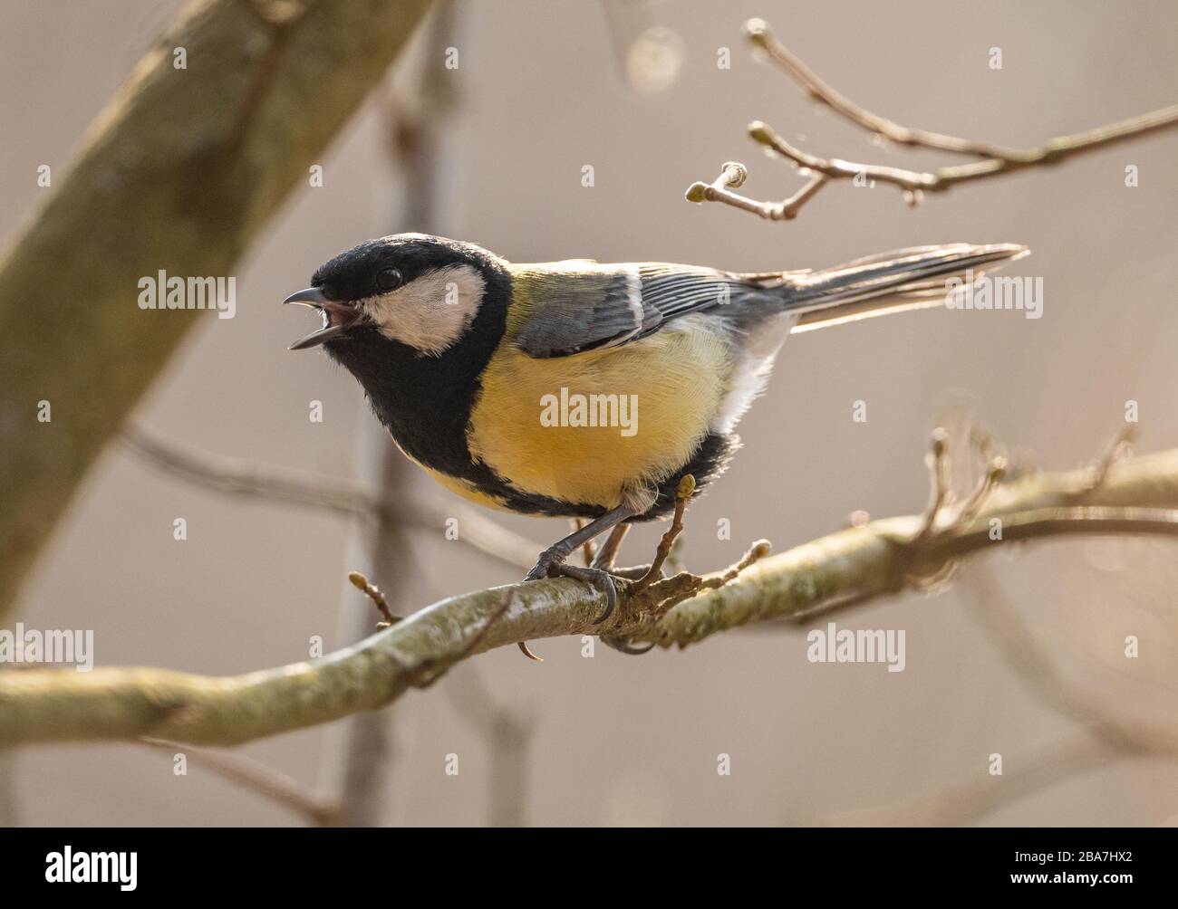 The great tit (Parus major) bird singing on a branch, animal wild Stock Photo