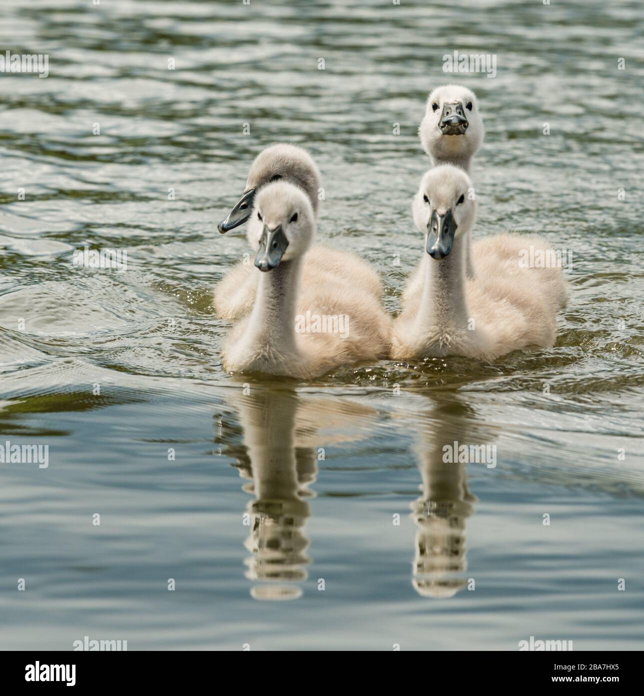 four young swan chicks swimming in the water, animal wild Stock Photo