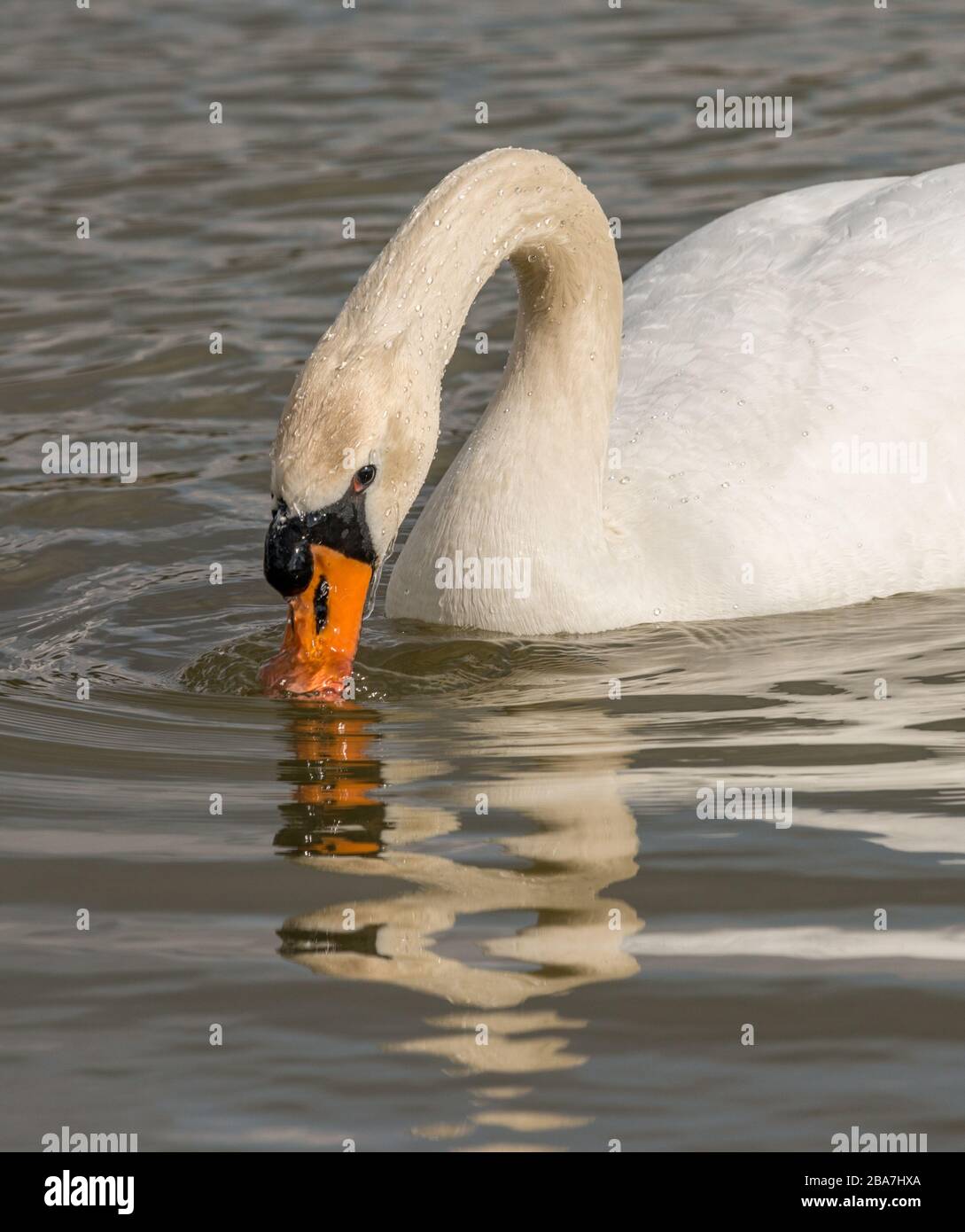 white swan bird swimming in the water diving its beak, animal wild Stock Photo