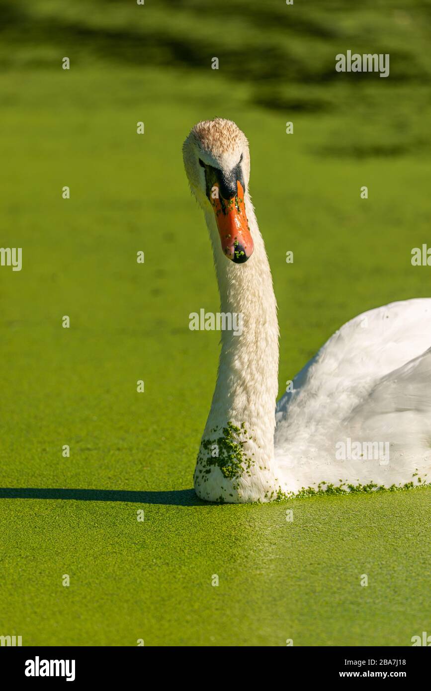 white swan bird swimming in the green water with duckweed, animal wild Stock Photo