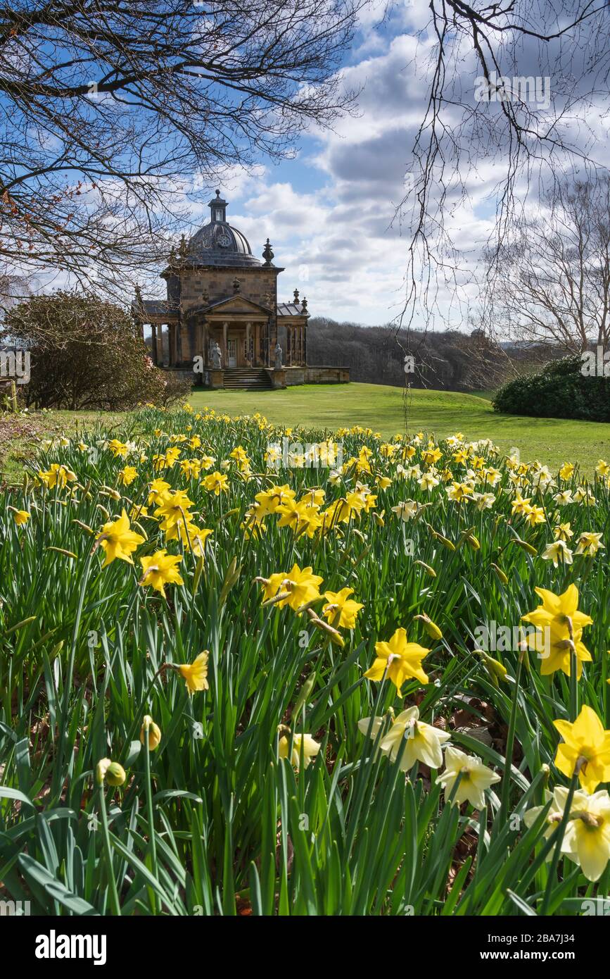 Daffodils in bloom on the Castle Howard Estate, North Yorkshire, UK