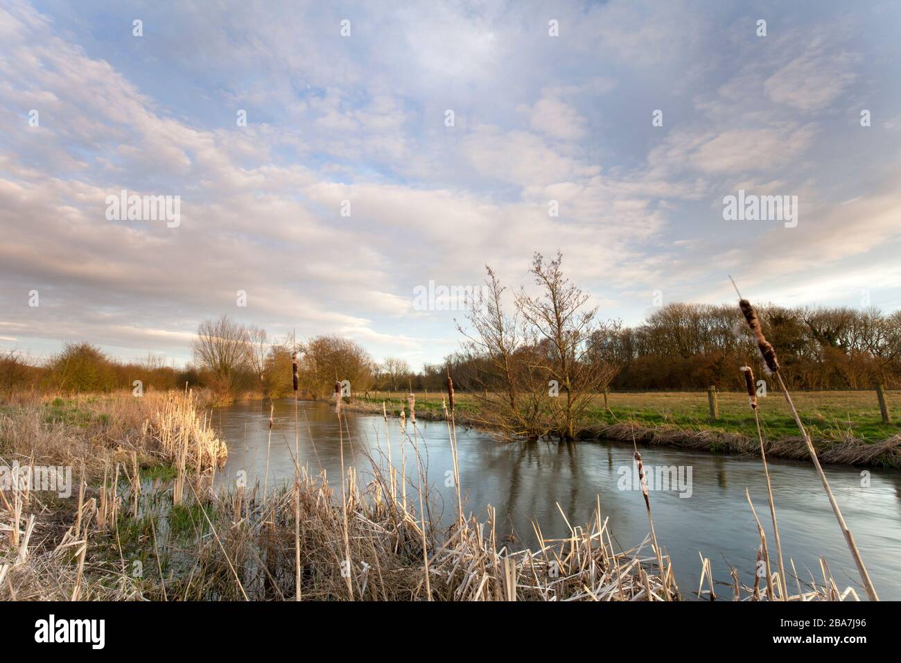 Bulrushes beside the River Wylye near the village of Fisherton-de-la-Mere in Wiltshire. Stock Photo