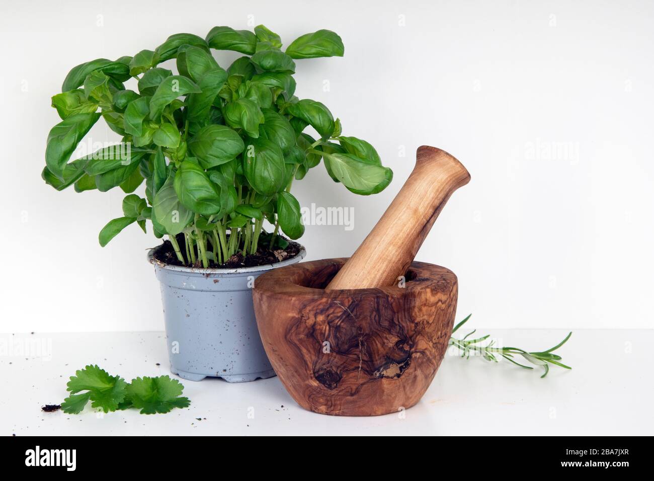 Mortar and pestle with basil plant, and leaves of rosemary and coriander Stock Photo