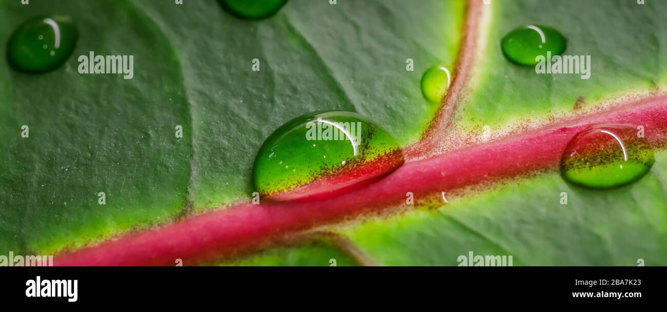 Abstract green background. Macro Croton plant leaf with water drops. Natural backdrop for brand design Stock Photo