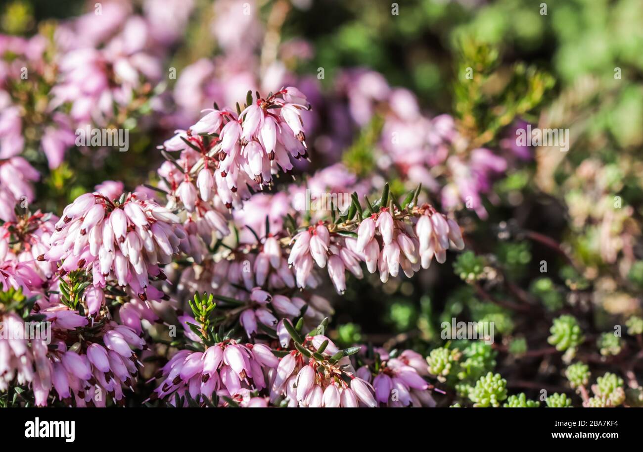 Pink Erica carnea flowers (winter Heath) in the garden in early spring ...