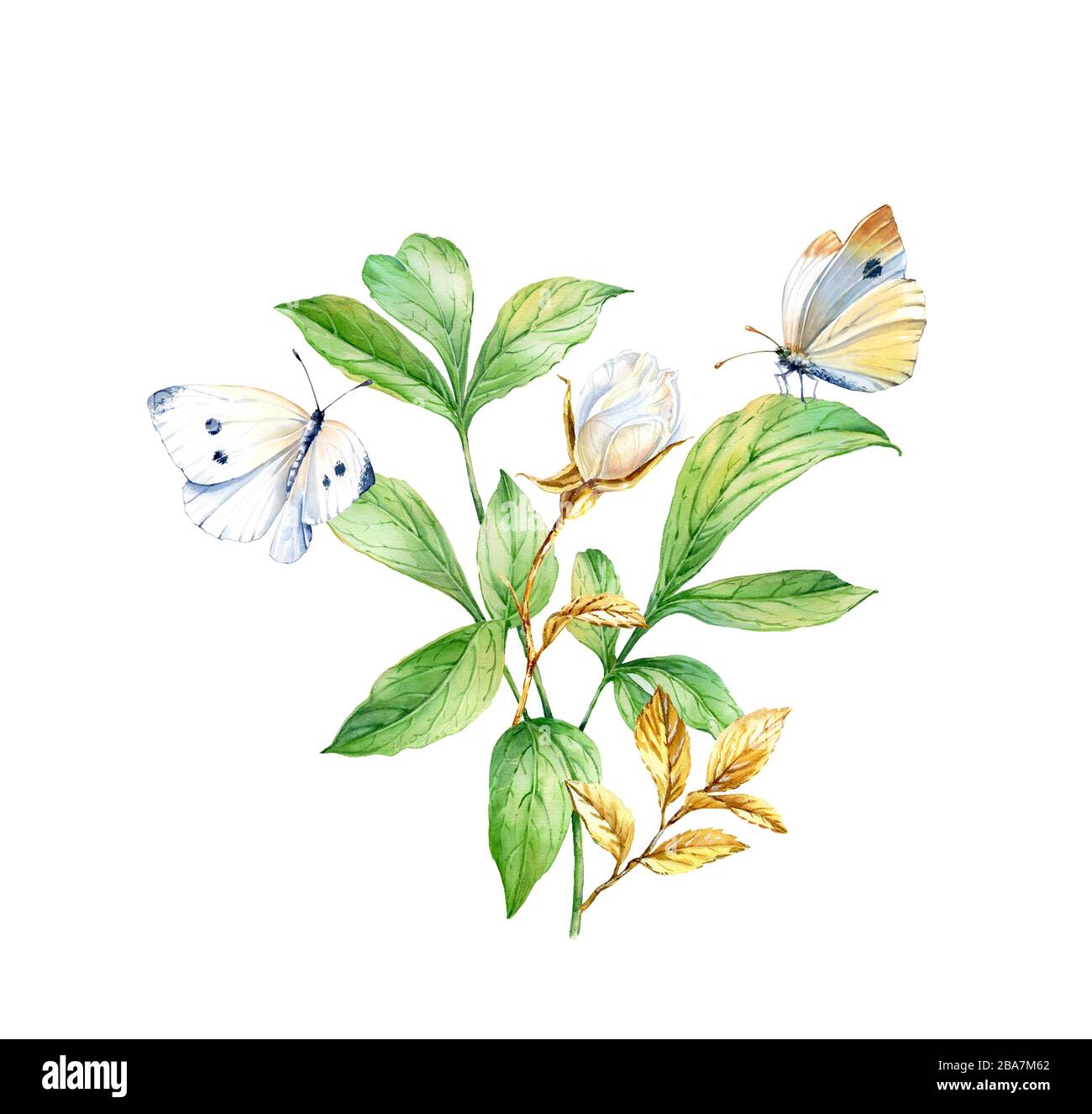 Watercolor leaves with white butterflies. Realistic plant isolated on white. Golden rose branch. Botanical floral illustration with insects Stock Photo