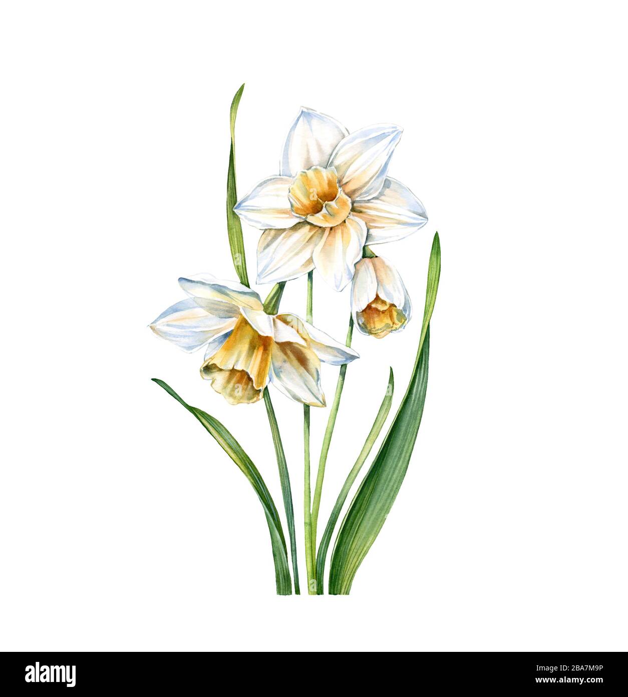 Watercolor white daffodil. Realistic narcissus plant isolated on white. Three flowers and leaves. Botanical floral illustration for wedding design Stock Photo
