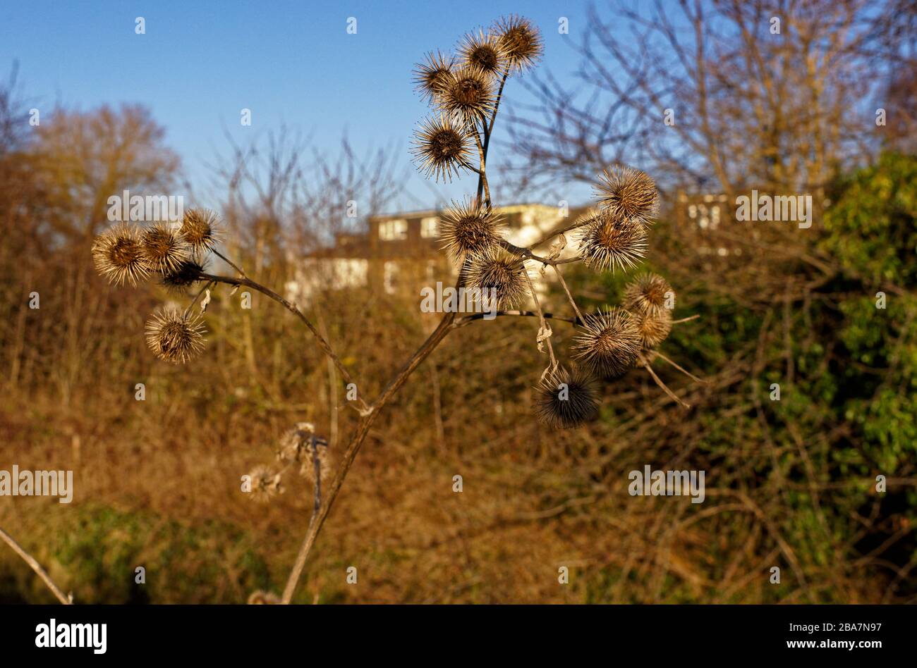 The hooked burrs of the head of the Lesser Burdock give it the name sticky bob, against a blue sky Stock Photo