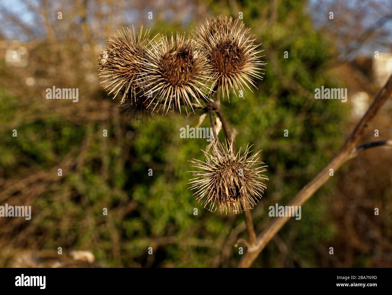 The hooked burrs of the head of the Lesser Burdock give it the name sticky bob, Stock Photo