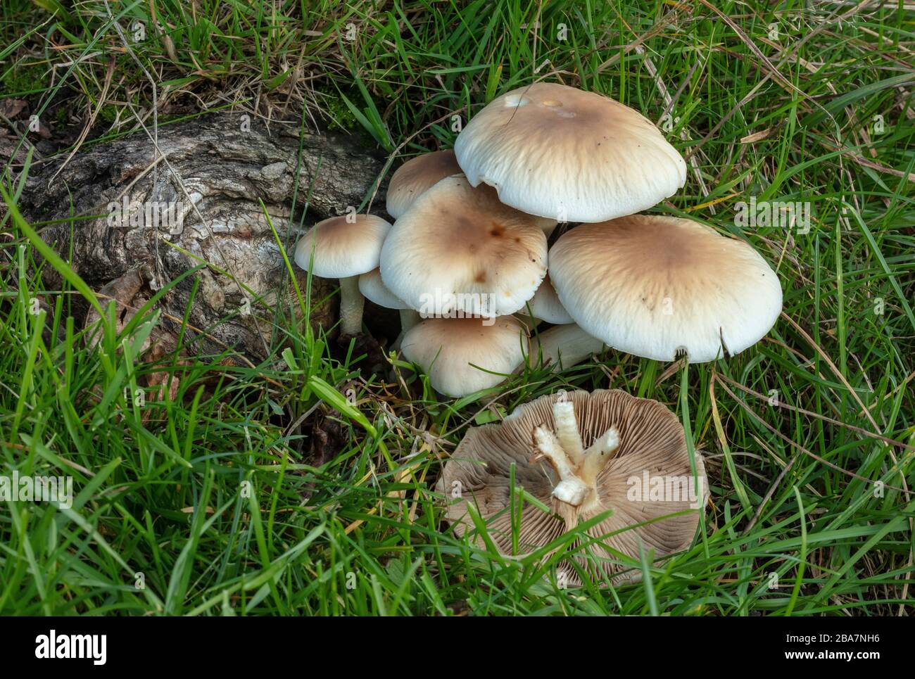 The Poplar Mushroom or Chestnut Mushroom, Cyclocybe aegerita, growing