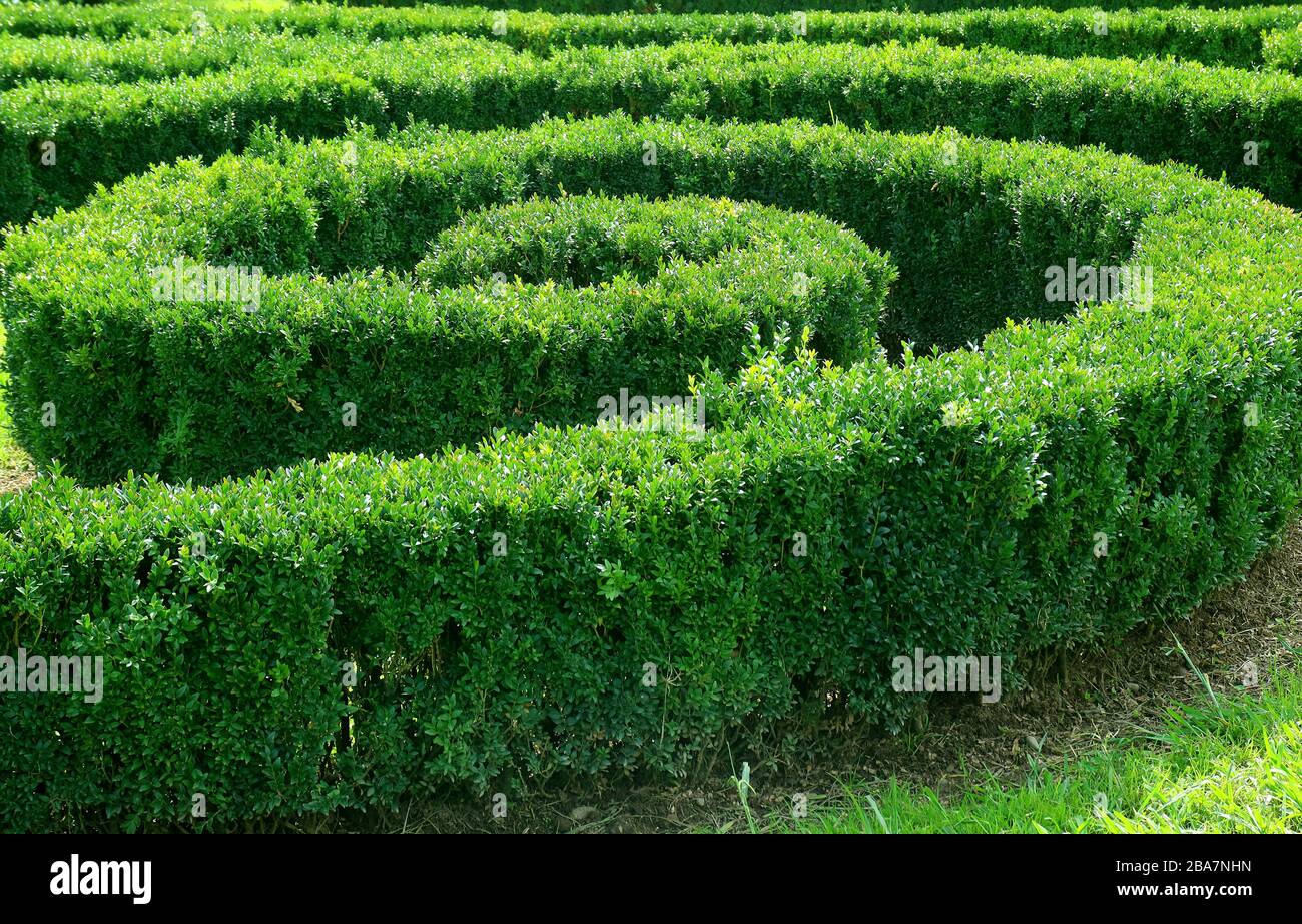 Ornamental Spiral Shape Trimmed Shrubs in the Garden Stock Photo