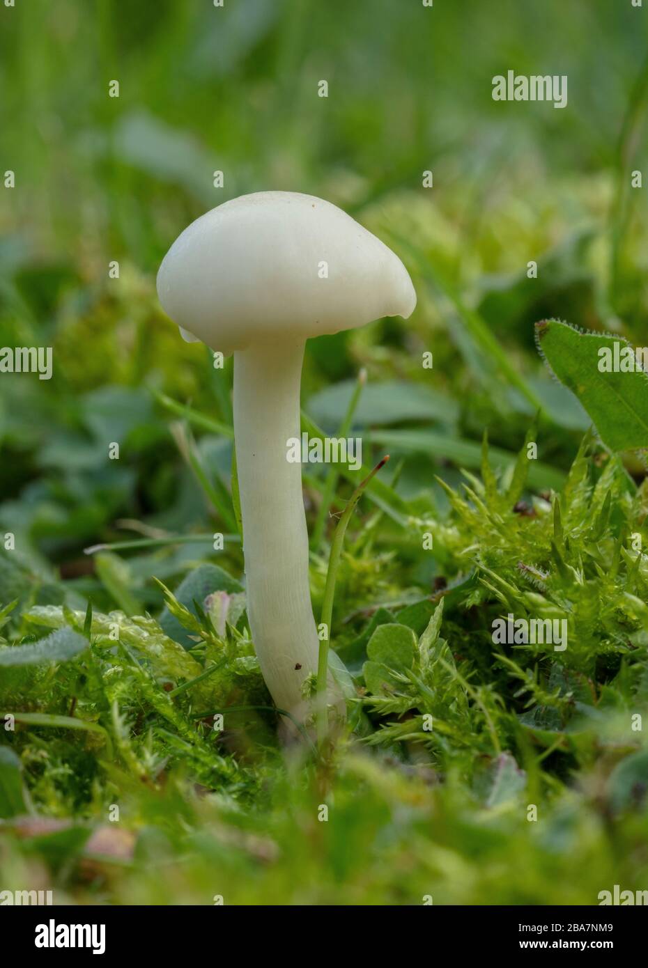 Snowy Waxcap, Cuphophyllus virgineus, growing in old grassland in a churchyard, Wiltshire. Stock Photo
