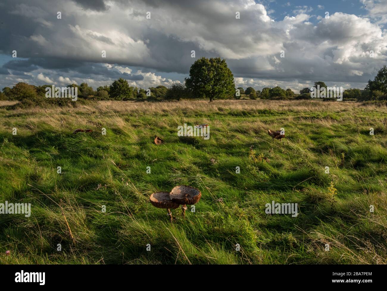 Parasol, Macrolepiota procera, in grassland on Castlemorton Common, Malverns, Worcestershire Stock Photo