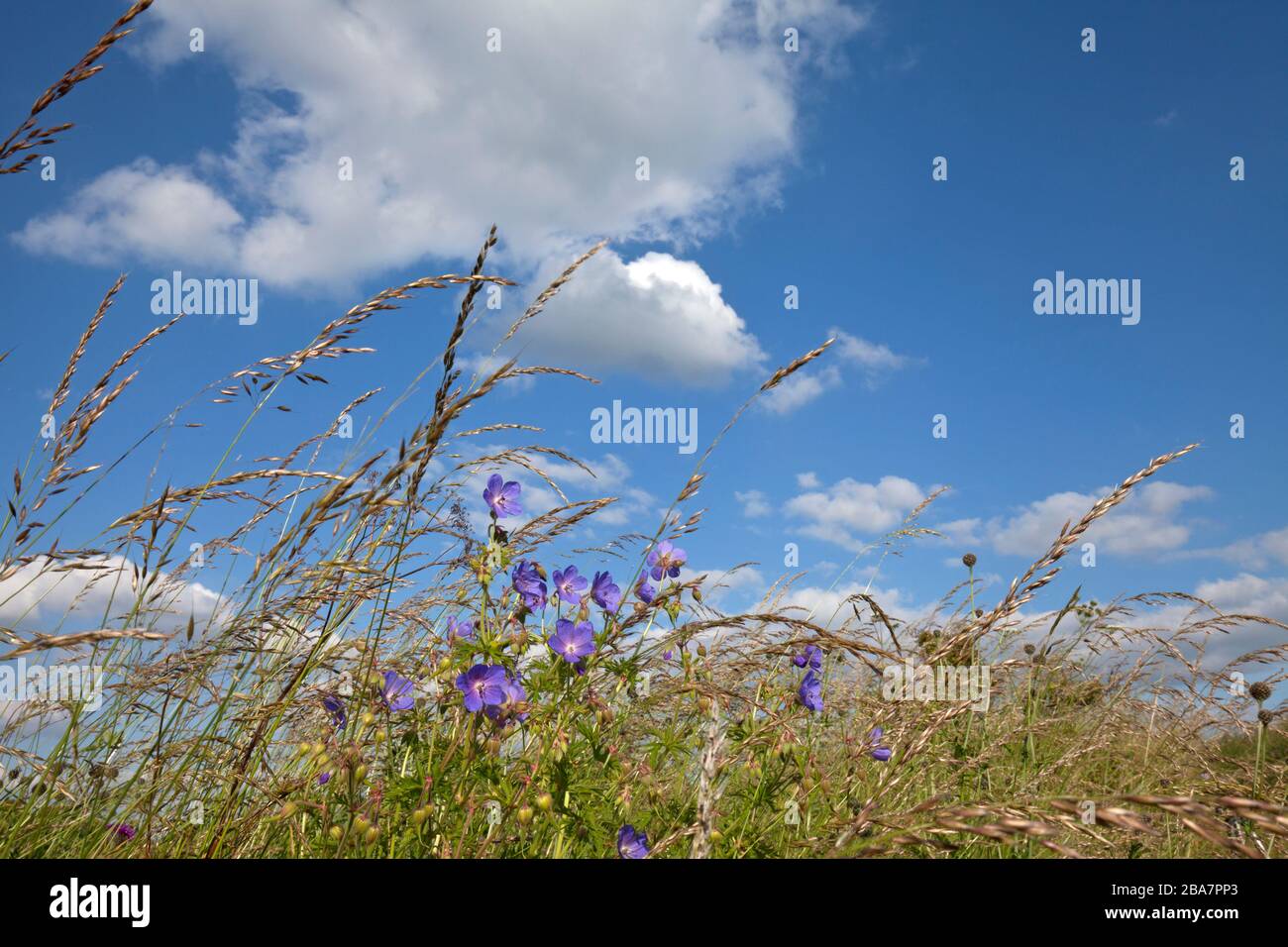 Meadow cranesbill flowers and grasses growing on hillside in Wiltshire. Stock Photo