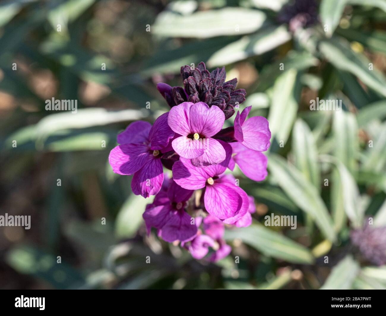 a close up of the flower spike of the Erysimum Bowles Mauve Stock Photo