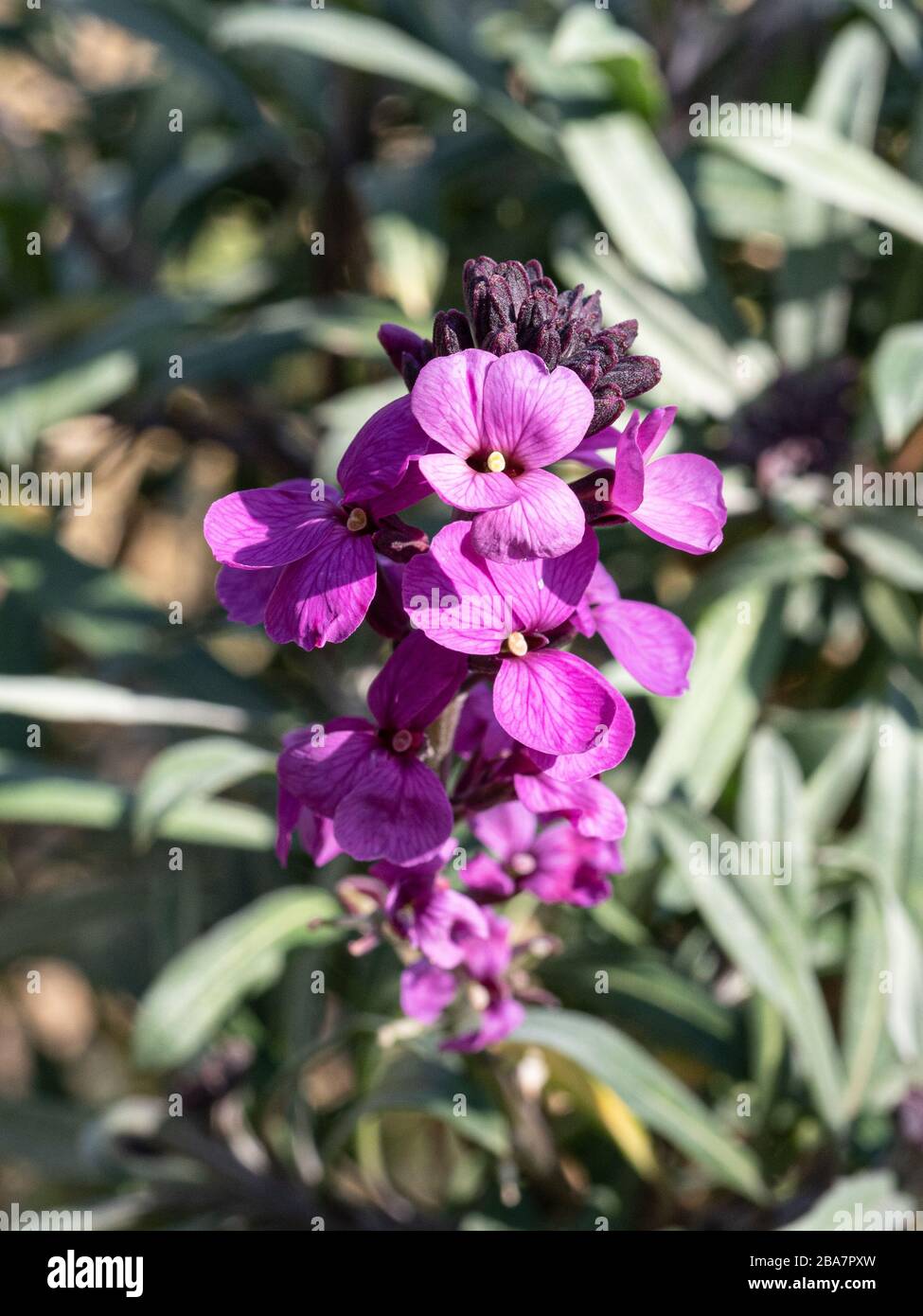 a close up of the flower spike of the Erysimum Bowles Mauve Stock Photo