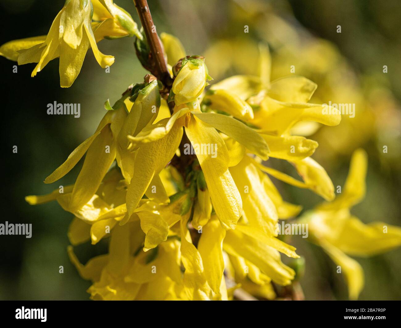 A close up of the clear yellow flowers of Forsythia x intermedia Spectabilis Stock Photo