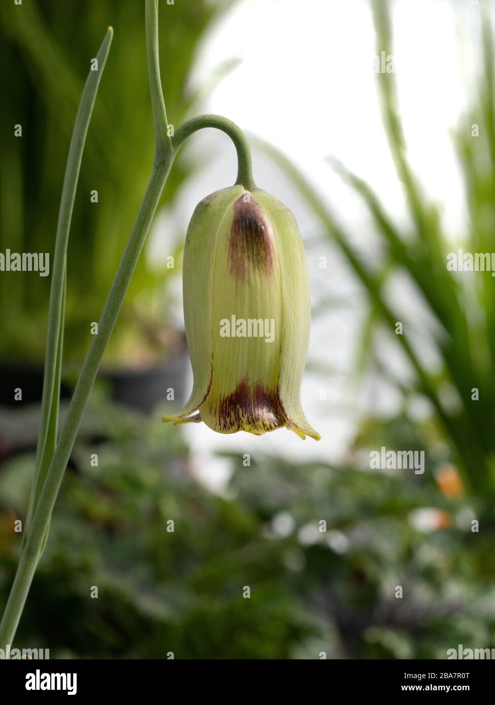 A close up of a single cream and brown flower of Fritillaria acmopetala Stock Photo