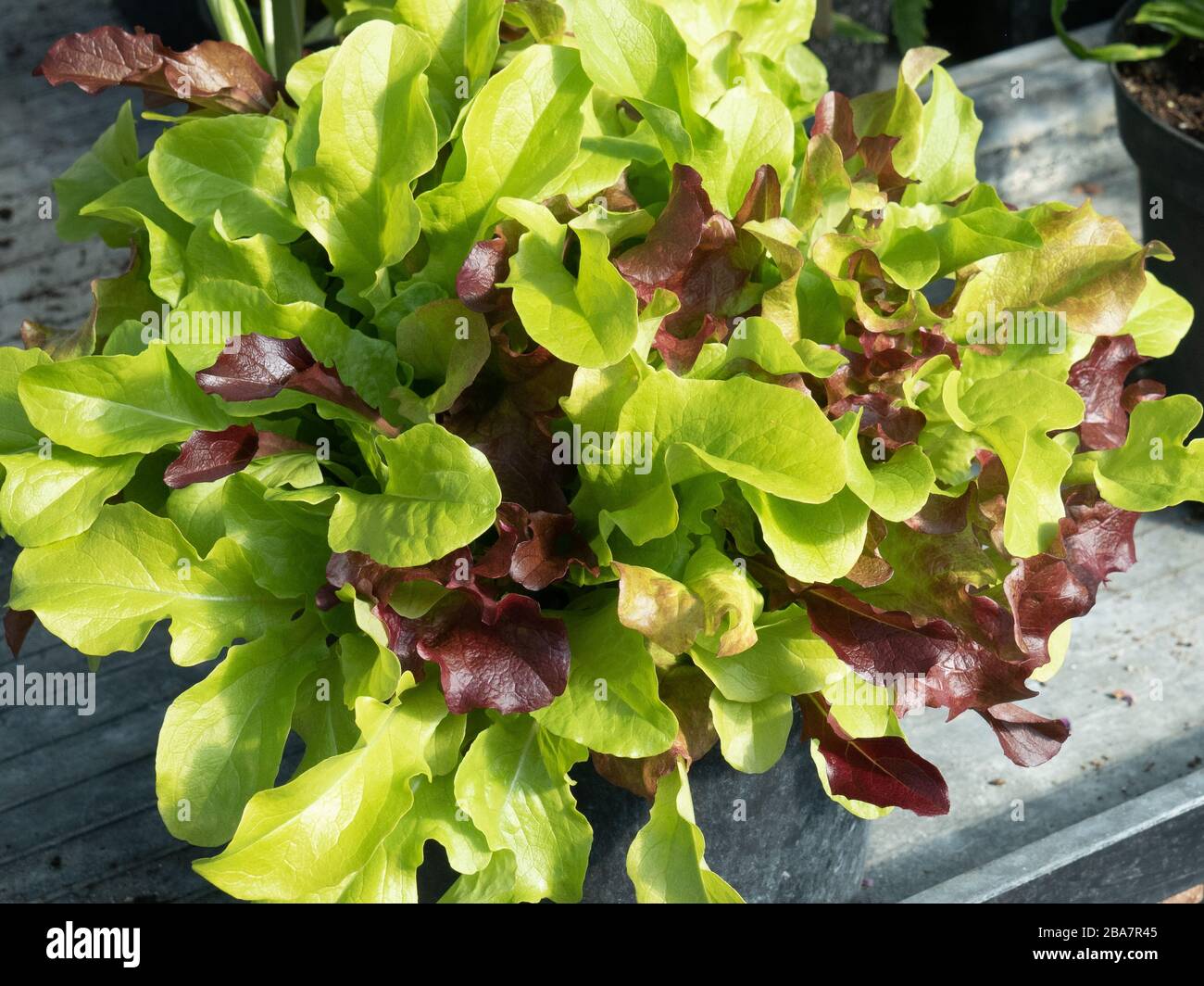 A pot full of young leaf lettuce ready to cut Stock Photo