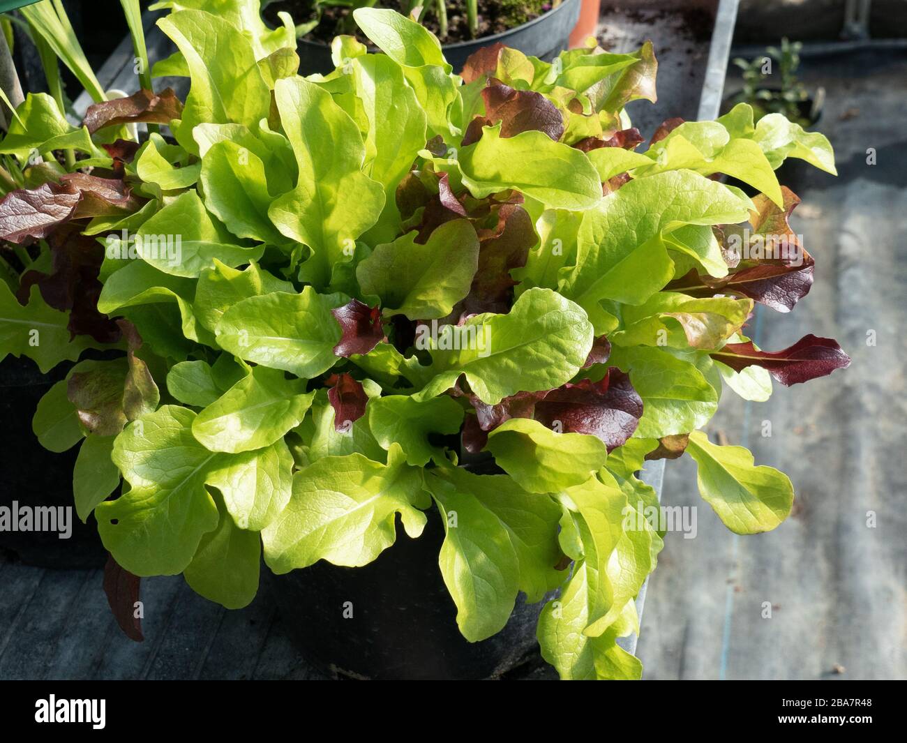 A pot full of young leaf lettuce ready to cut Stock Photo