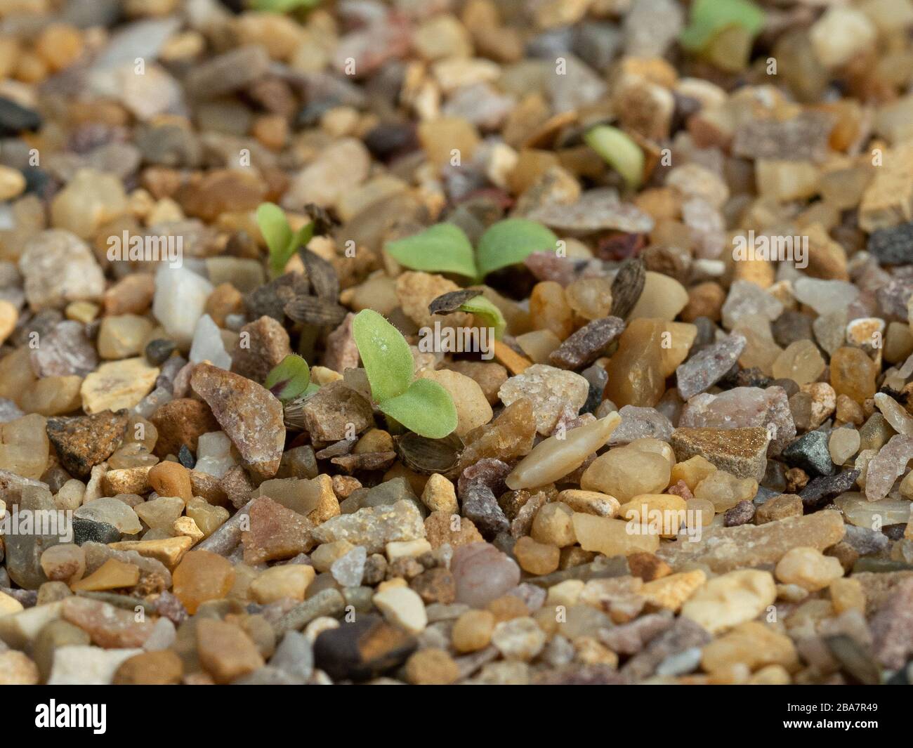 A close up of newly germinated seedlings growing through a fine gravel