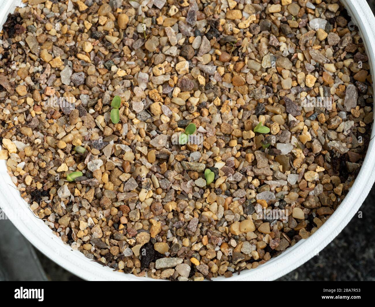 Newly germinated seedlings growing through a fine gravel covering Stock Photo