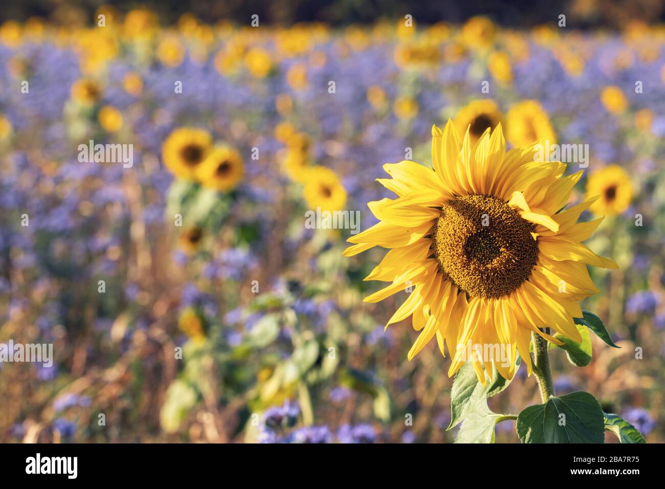 Romantic field with sunflowers and cornflowers, Lüneburg Heath, Northern Germany.  Romantisches Feld mit Sonnenblumen und Kornblumen, Lüneburger Heide Stock Photo