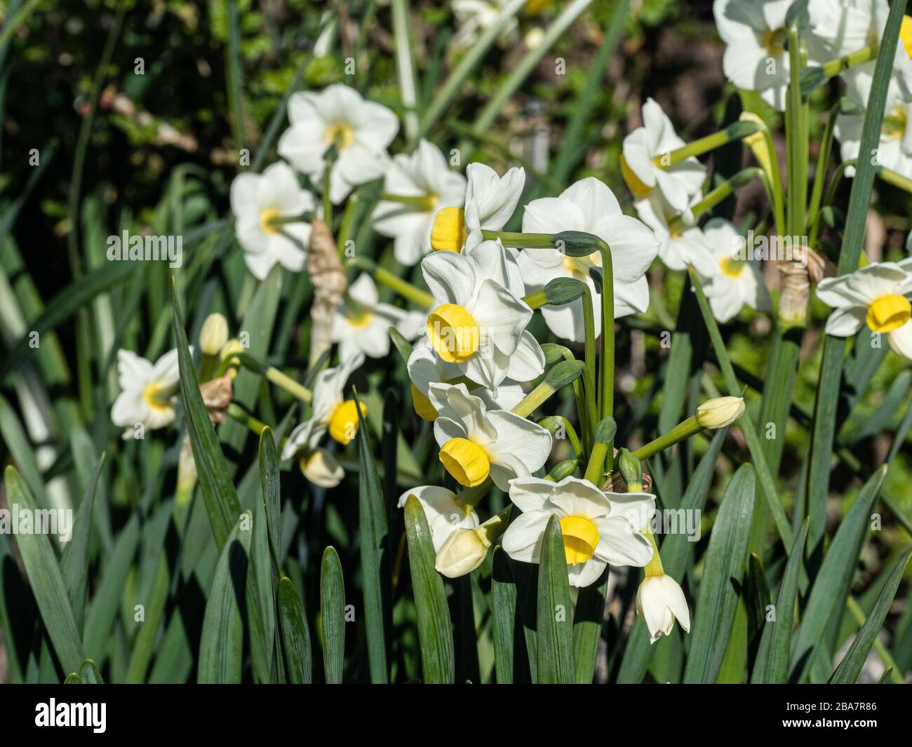 A group of the white and lemon yellow flowers of the tazetta daffodil Narcissus Avalanche Stock Photo