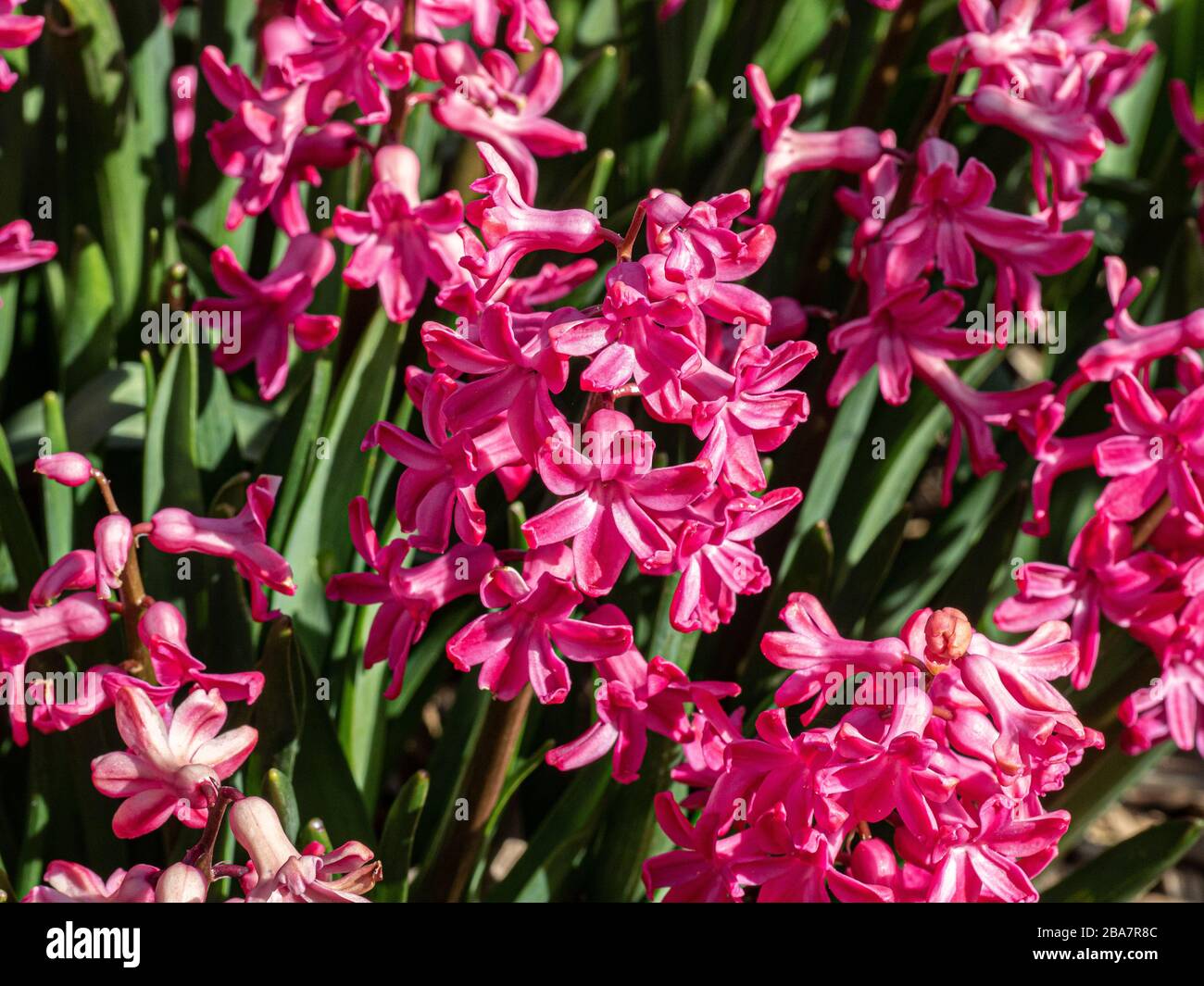 A close up of a group of deep pink hyacinth flowers Stock Photo