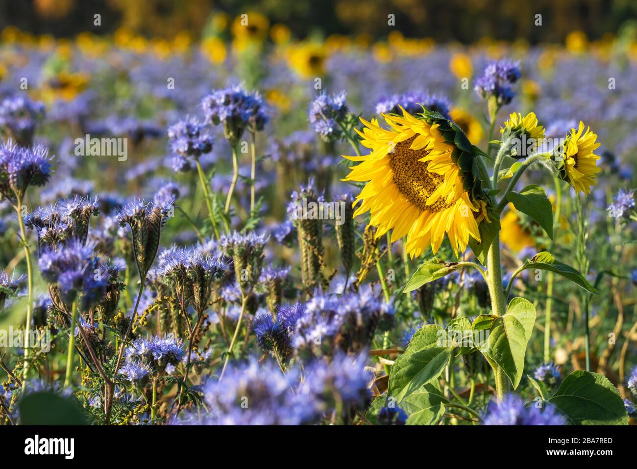 Romantic field with sunflowers and cornflowers, Lüneburg Heath, Northern Germany.  Romantisches Feld mit Sonnenblumen und Kornblumen, Lüneburger Heide Stock Photo