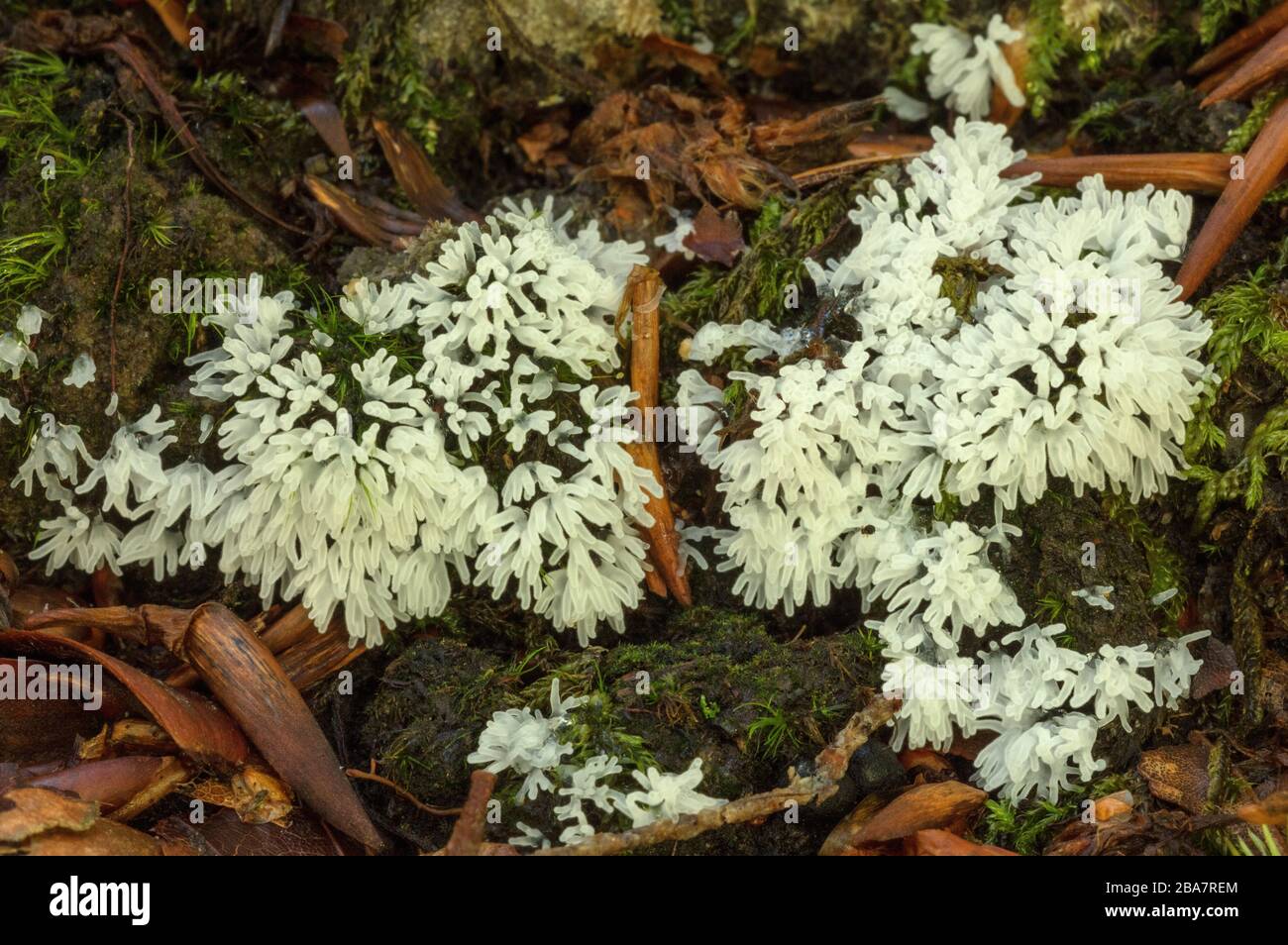 Coral Slime, Ceratiomyxa fruticulosa, fruiting bodies in mossy woodland, New Forest. Stock Photo