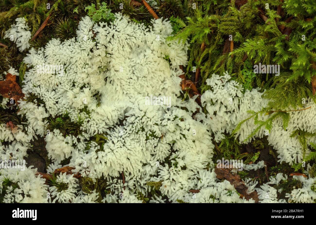 Coral Slime, Ceratiomyxa fruticulosa, fruiting bodies in mossy woodland, New Forest. Stock Photo