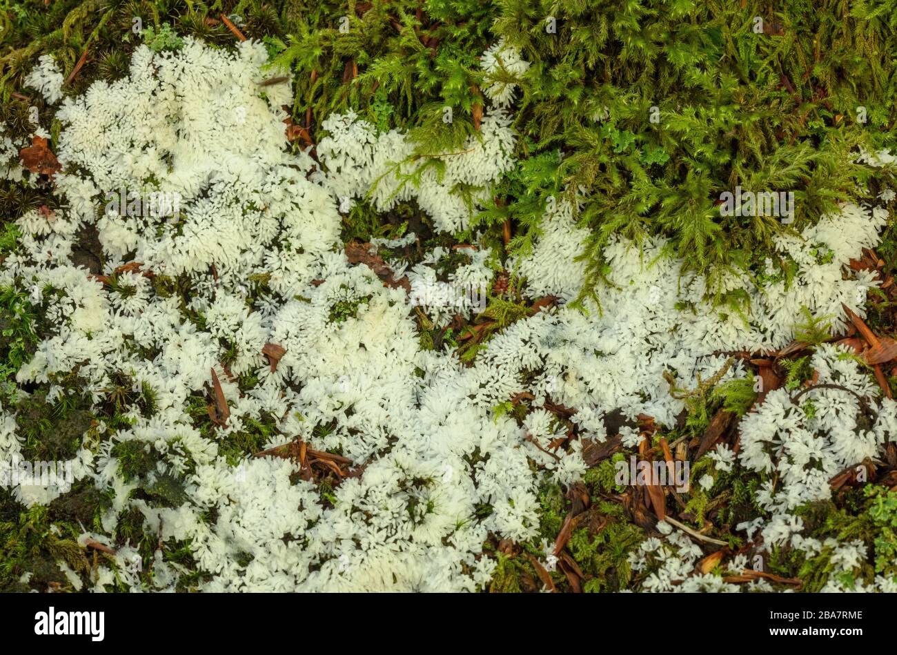 Coral Slime, Ceratiomyxa fruticulosa, fruiting bodies in mossy woodland, New Forest. Stock Photo