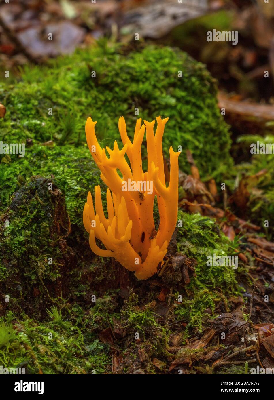 Yellow stagshorn, Calocera viscosa, fungus growing among moss in Pine woodland. New Forest. Stock Photo