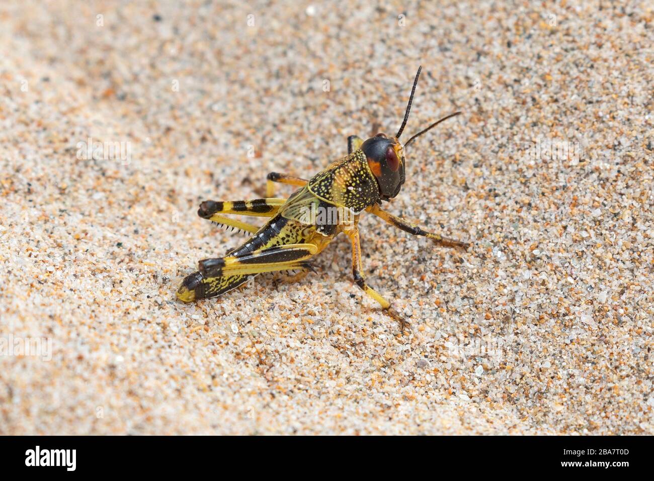 The Desert Locust, Schistocerca Gregaria. A juvenile young locust recently hatched in the North of Oman, in the Middle East. Noted for its swarming. Stock Photo