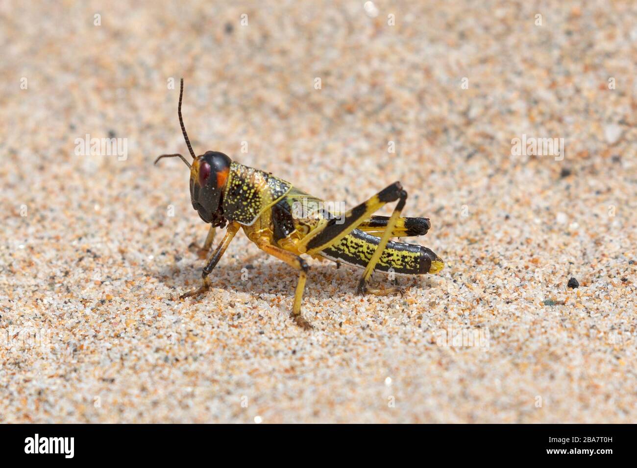 The Desert Locust, Schistocerca Gregaria. A juvenile young locust recently hatched in the North of Oman, in the Middle East. Noted for its swarming. Stock Photo